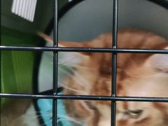 -纳吉亚猫专科动物医院·北北分院