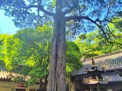 -青岛崂山太清宫