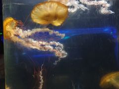 -重庆欢乐海底世界