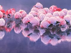 -罗红摄影艺术馆