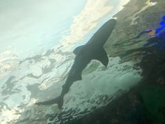 -瑞普利水族馆