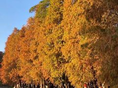 -番禺大夫山森林公园