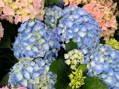 -溪岸路花鸟市场