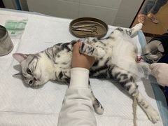 -灵美宠物诊所