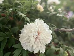 -洛阳市隋唐城遗址植物园