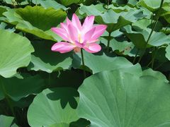-保定东湖公园(莲池区)