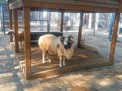 -长白岛森林公园