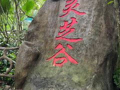-呀诺达热带雨林