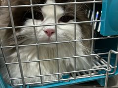 -四月宠物医院·猫专科·心脏专科·内科(转塘店)