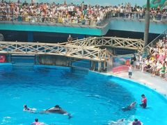 -海合安成都极地海洋公园