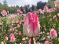 -玄武湖景区-情侣园游乐场