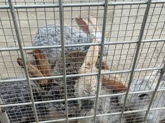 -歌斐颂巧克力小镇