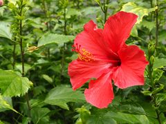 -深圳国际园林花卉博览园