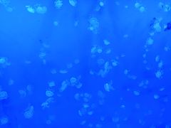 -西双版纳原始森林公园
