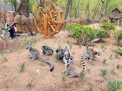 -北京野生动物园