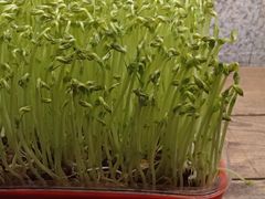 -番食园鲜食火锅(高新店)