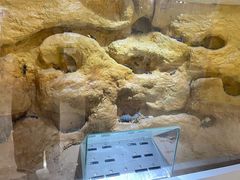 -上海昆虫博物馆