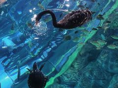 -上海海洋水族馆