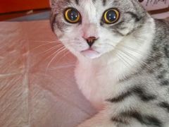 -瑞派福兴宠物医院犬猫全科·骨科·中西医结合(河东店)