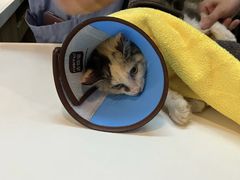 -御宝贝·A梦猫科宠物医院(国际猫友好医院)