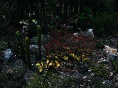 -中国科学院西双版纳热带植物园