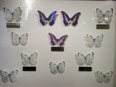 -上海昆虫博物馆