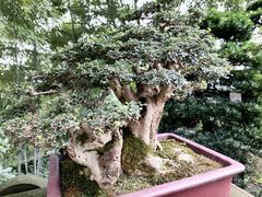 -南山植物园