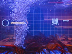-三子烤羊腿·海鲜(弘阳店)