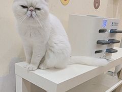 -滚猫咖啡·猫咖·猫友好撸猫(未来城店)
