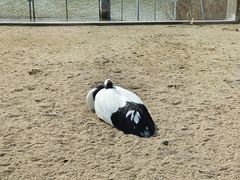 -盐城丹顶鹤湿地生态旅游区