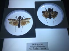 -上海昆虫博物馆