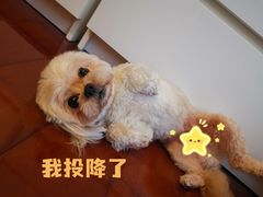 -成都民大动物医院