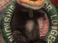 -纳吉亚猫专科动物医院博雅分院