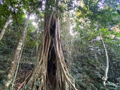 -中国科学院西双版纳热带植物园