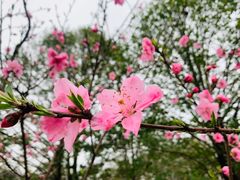 -杭州植物园