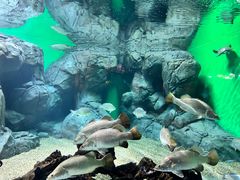 -上海海洋水族馆