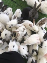 -萌宠亲子动物乐园(槐房万达店)