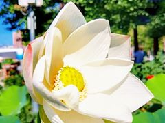 -莲花池公园