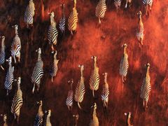 -罗红摄影艺术馆