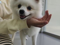 -爱佳宠物中心医院24H·CT·骨外科·猫专科(瑶海万达店)