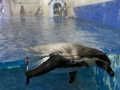 -太平洋海底世界