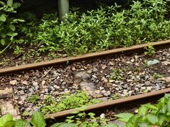 -合肥滨湖国家森林公园