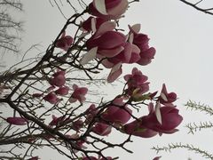 iphone_upload_pic-孙子文化园