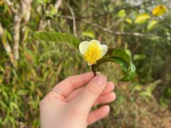 -西双版纳基诺山寨