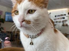 -平行世界·猫咖(首经贸店)
