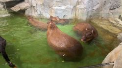 -Zoolung Zoolung动物主题公园(海信广场店)