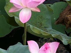 -中山市树木园