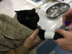 -伟伟宠物医院·CT影像中心·瑞派犬猫综合性门诊(汉口总院)