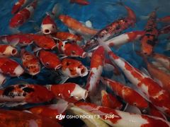 -芜湖新华联大白鲸海洋公园