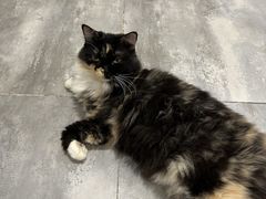 -楼上猫咖(罗湖店)